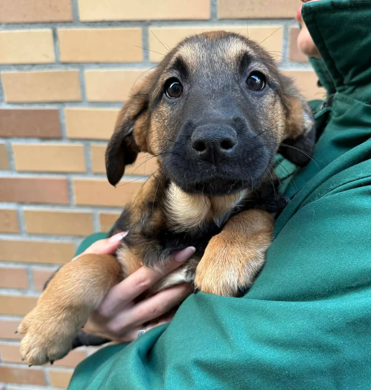 Bridget, female mixed breed for adoption at Schronisko Na Paluchu, Warsaw
