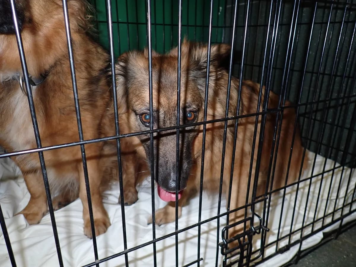 1279/25, female mixed breed for adoption at Schronisko Na Paluchu, Warsaw