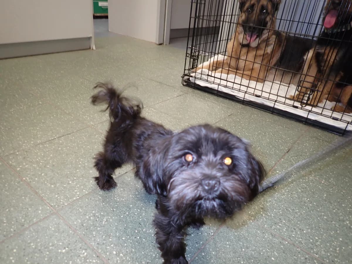 1280/25, male mixed breed for adoption at Schronisko Na Paluchu, Warsaw