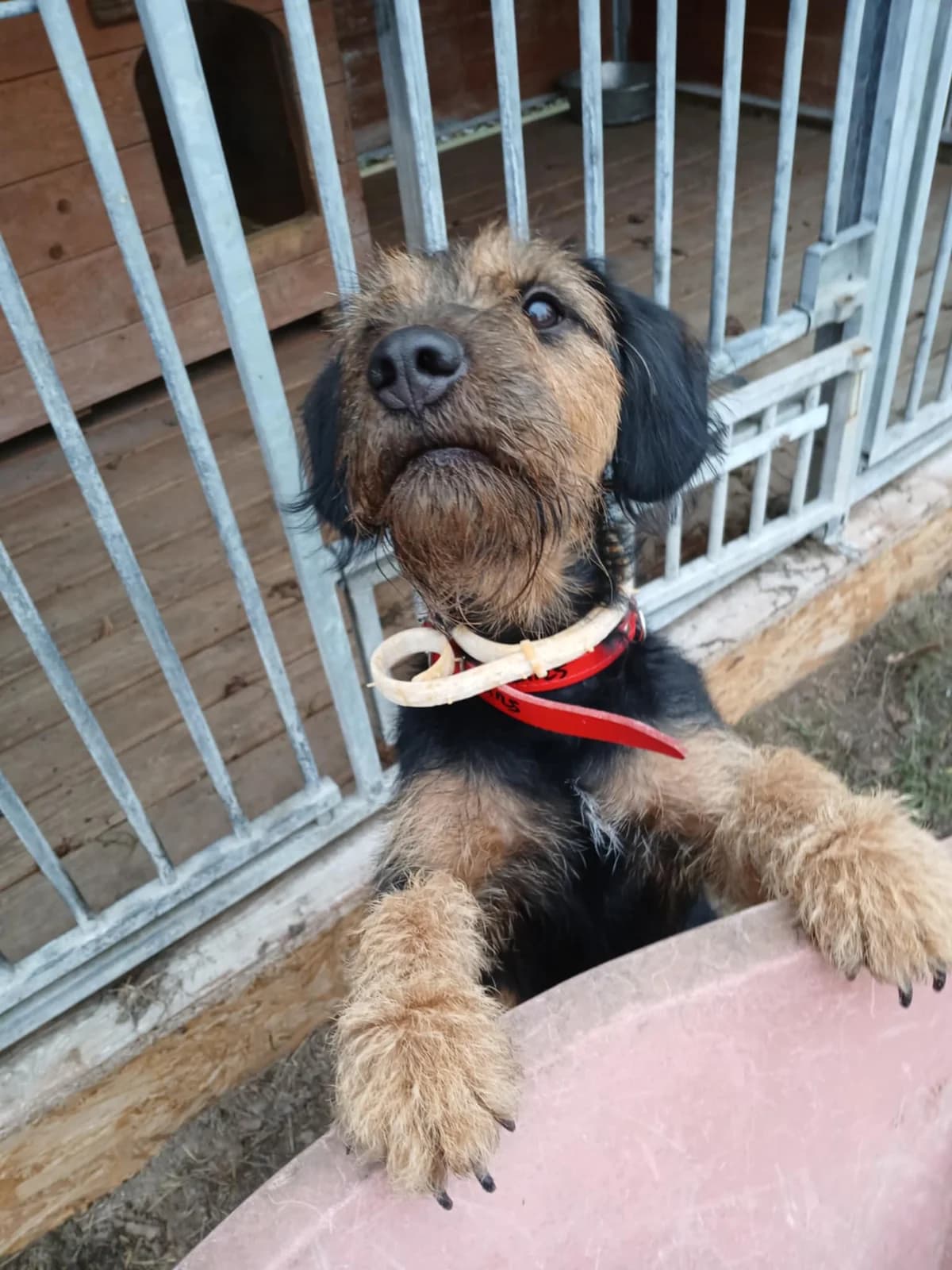 Pamela, gray_blue_silver female mixed breed for adoption at Schronisko Na Paluchu, Warsaw