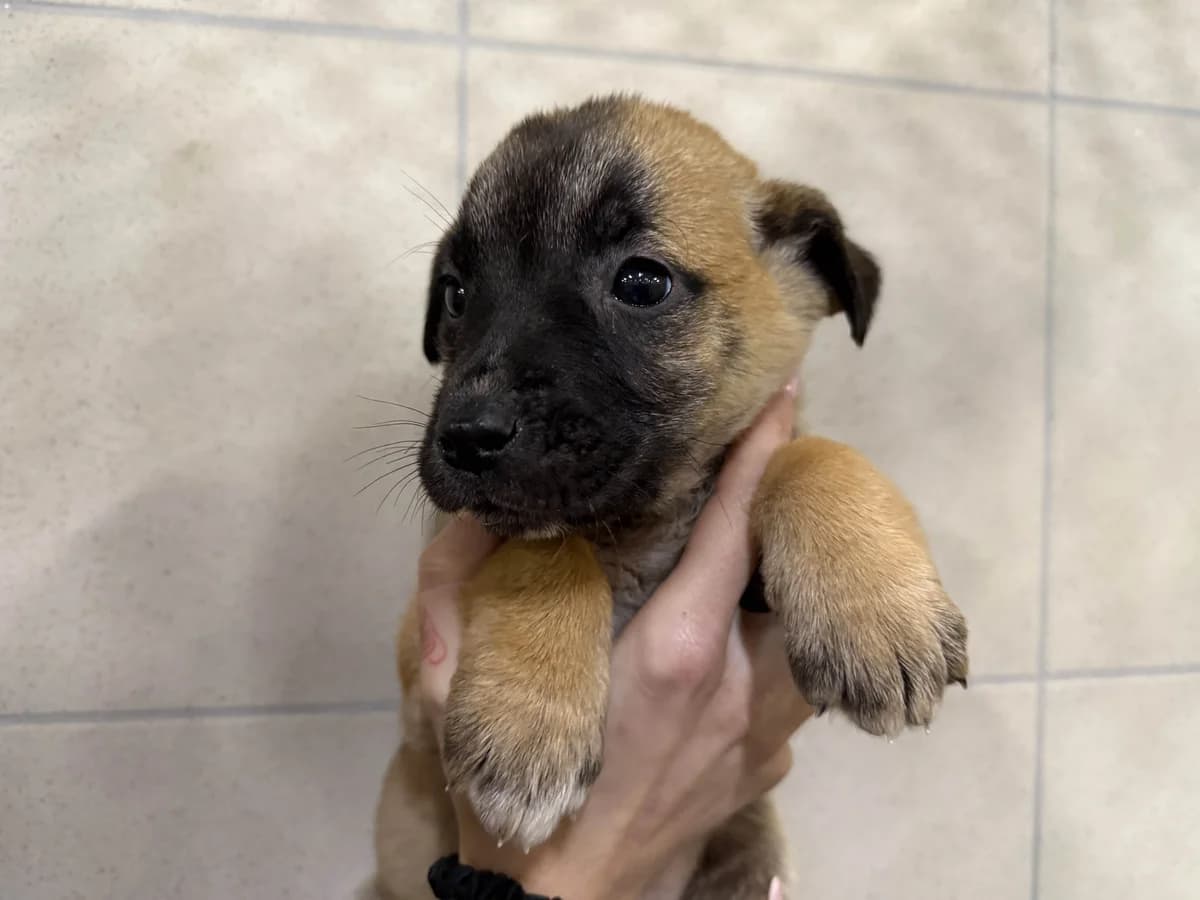 Eos, unknown female mixed breed for adoption at Schronisko Na Paluchu, Warsaw