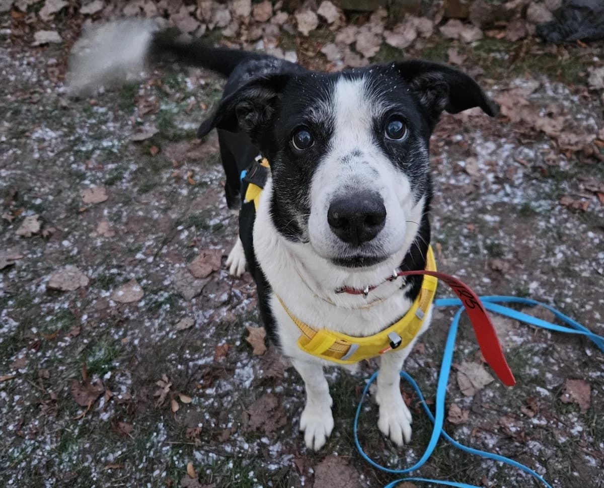 Maja,  (Schronisko Na Paluchu)