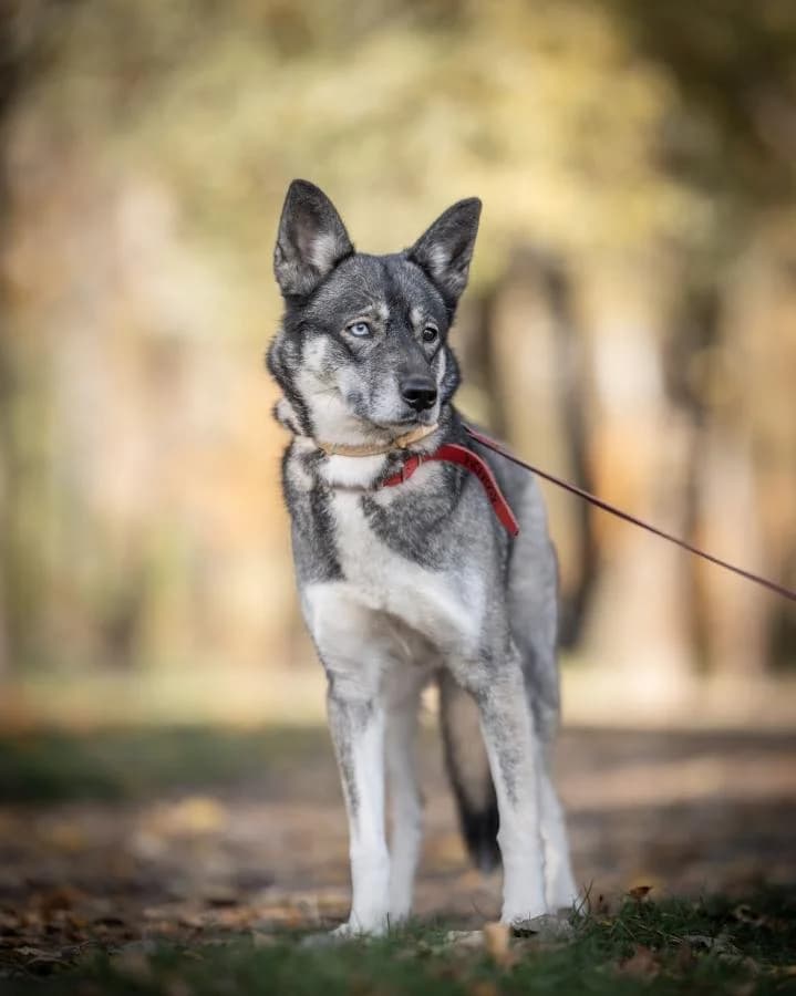 Vain,  (Schronisko Na Paluchu)