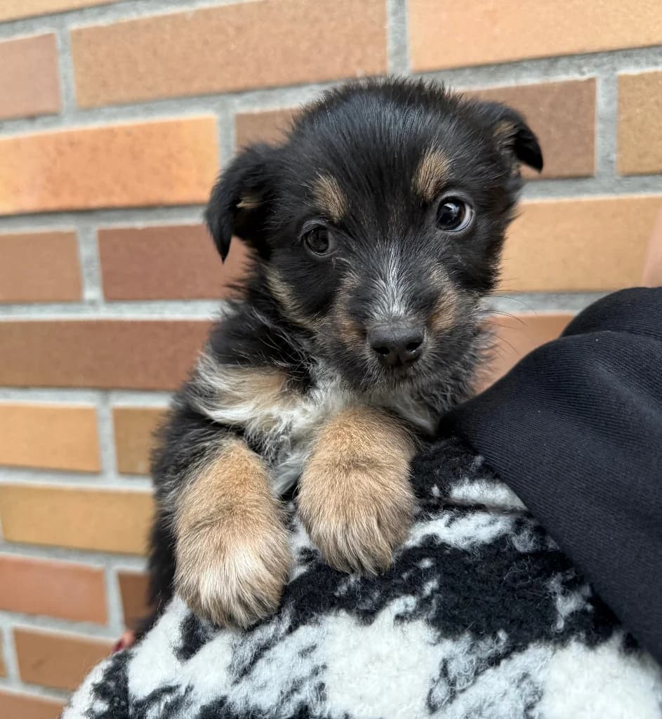 Jemioła, female puppy mixed breed for adoption at Schronisko Na Paluchu, Warsaw