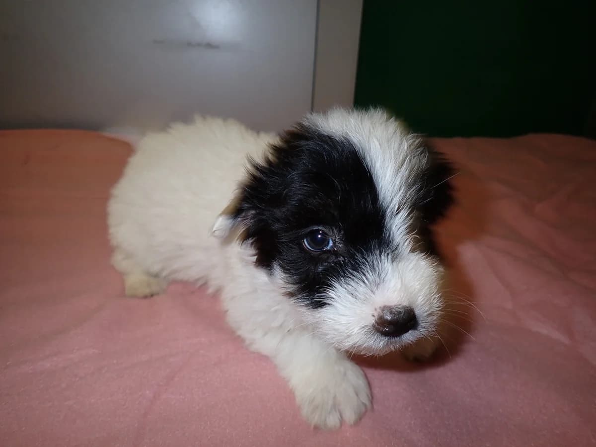 Zima, female puppy mixed breed for adoption at Schronisko Na Paluchu, Warsaw