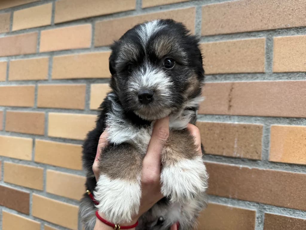 Wigilia, female puppy mixed breed for adoption at Schronisko Na Paluchu, Warsaw