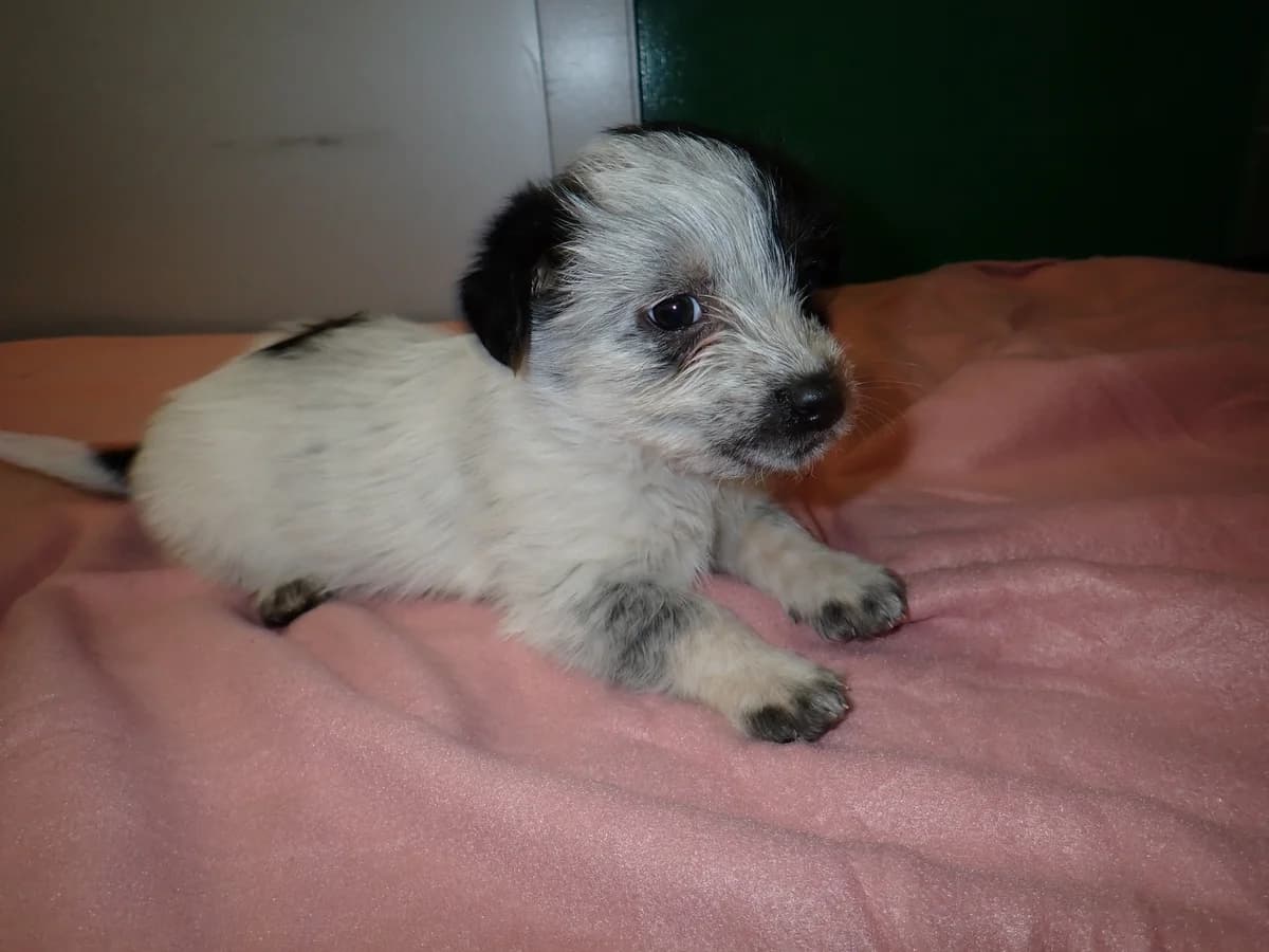 Śnieżynka, female puppy mixed breed for adoption at Schronisko Na Paluchu, Warsaw