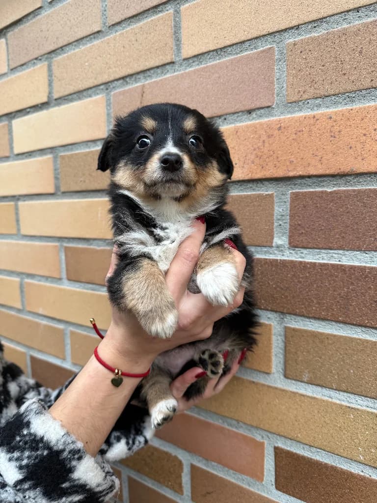 Kutia, female puppy mixed breed for adoption at Schronisko Na Paluchu, Warsaw