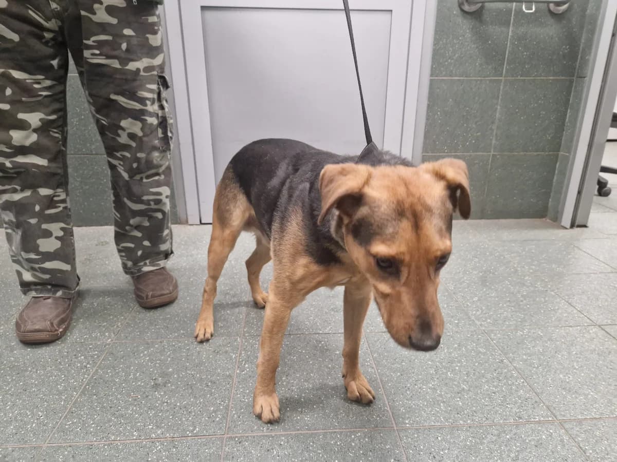 1309/25, male mixed breed for adoption at Schronisko Na Paluchu, Warsaw