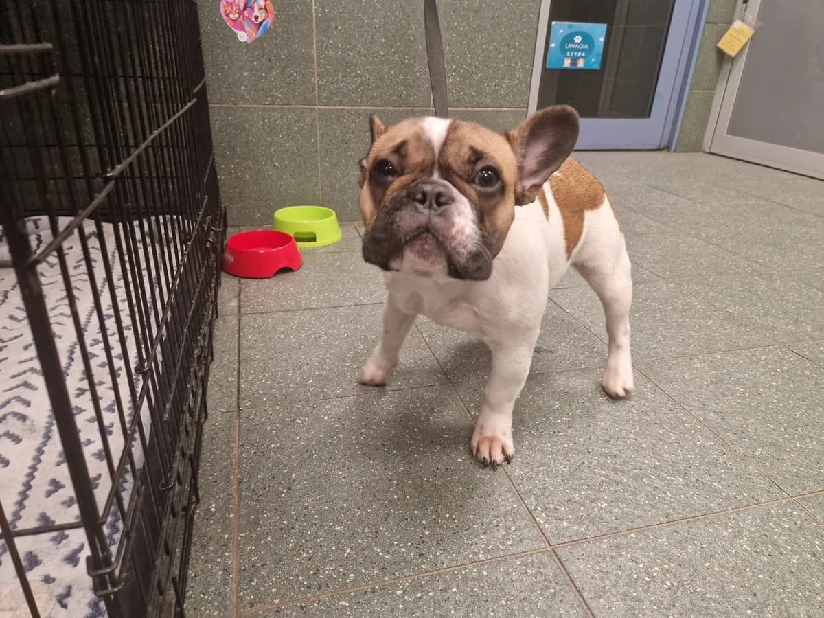 1310/25, female mixed breed for adoption at Schronisko Na Paluchu, Warsaw