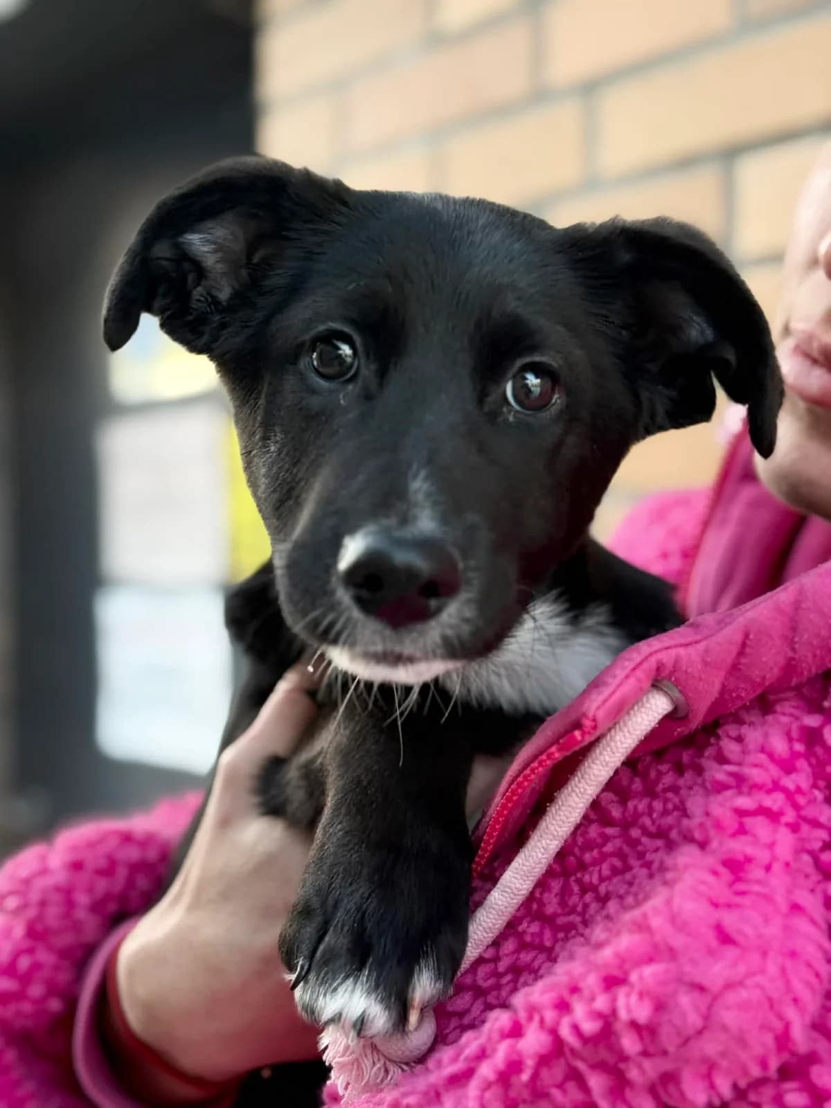 Bajaderka, unknown female mixed breed for adoption at Schronisko Na Paluchu, Warsaw