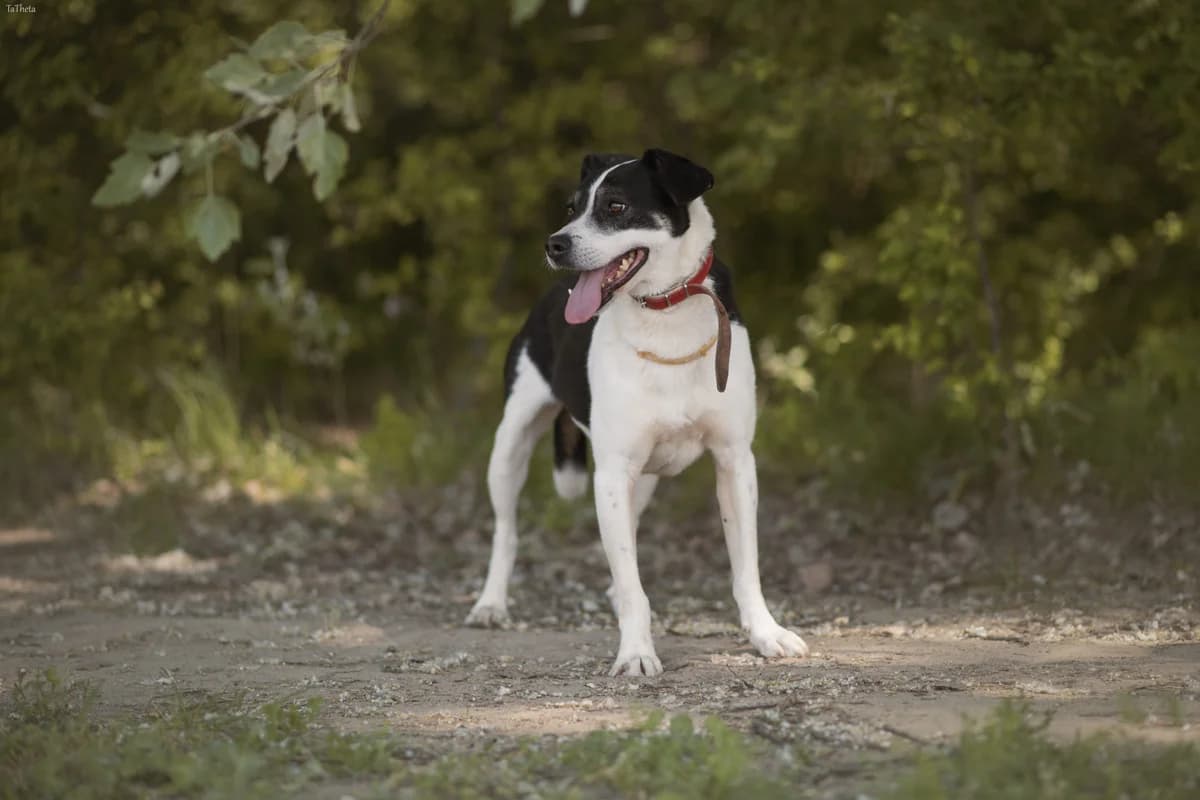 Rollo,  (Schronisko Na Paluchu)
