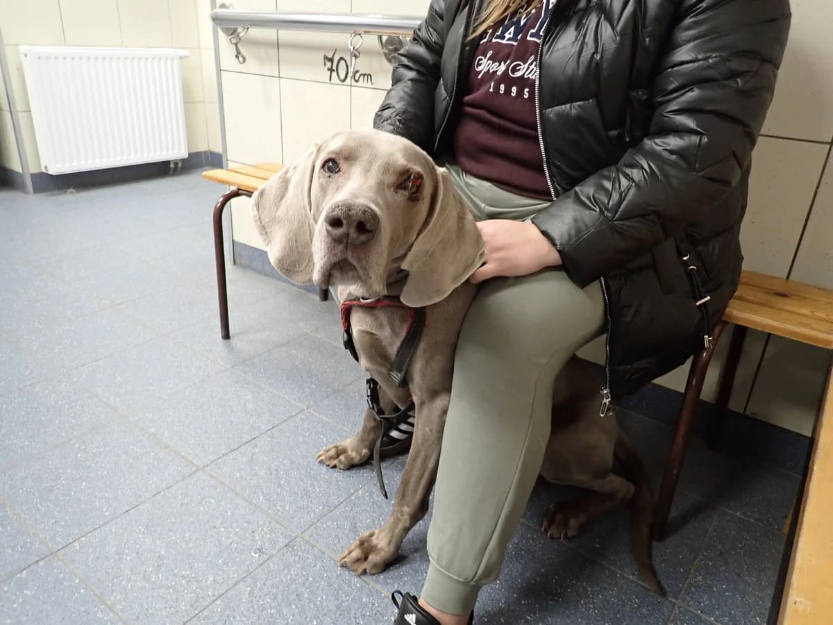 0312/26, male mixed breed for adoption at Schronisko Na Paluchu, Warsaw