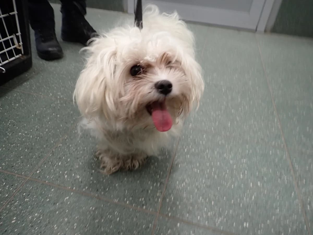 1322/25, female mixed breed for adoption at Schronisko Na Paluchu, Warsaw