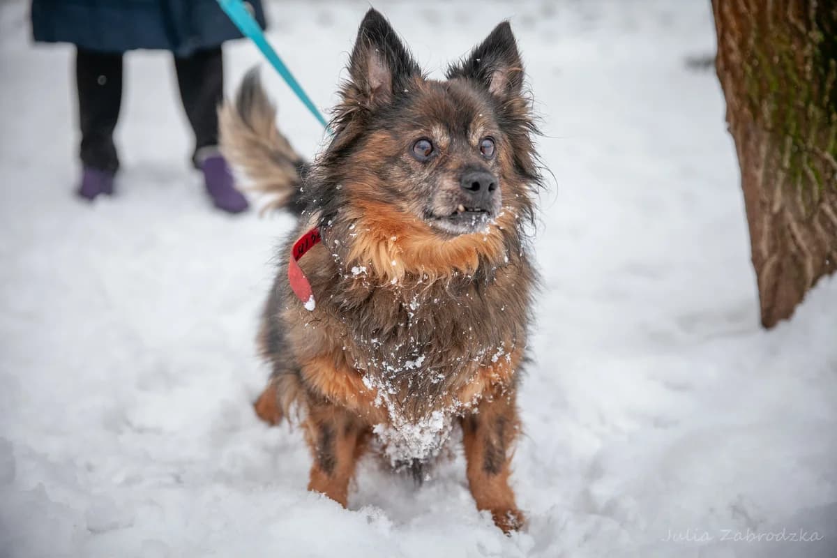 Henio, male senior mixed breed for adoption at Schronisko Na Paluchu, Warsaw
