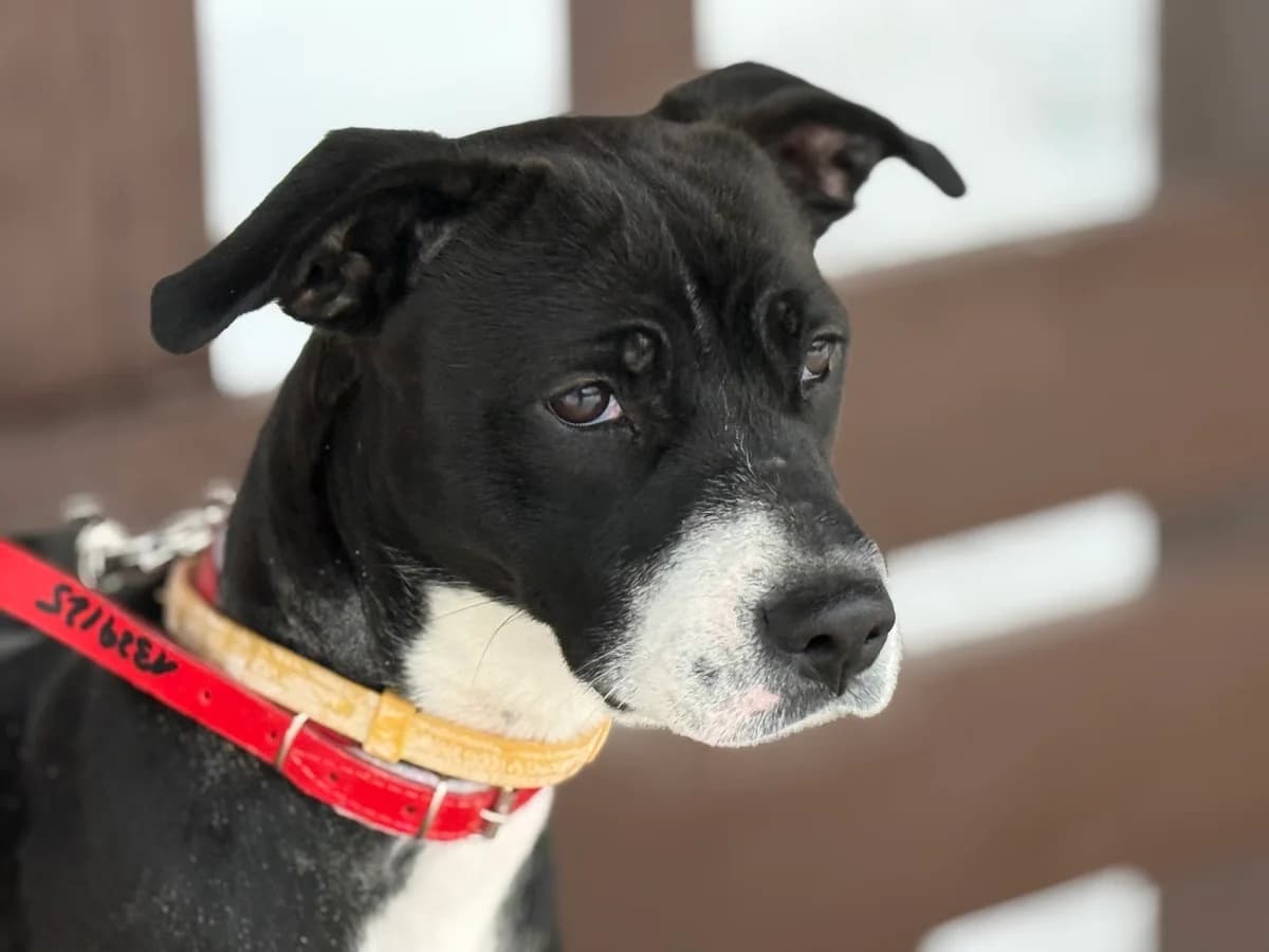 Mika, unknown female mixed breed for adoption at Schronisko Na Paluchu, Warsaw