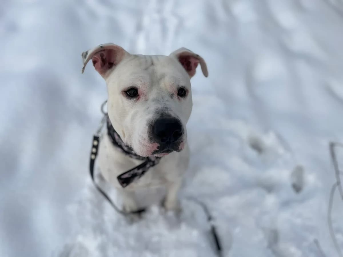 Wally,  (Schronisko Na Paluchu)