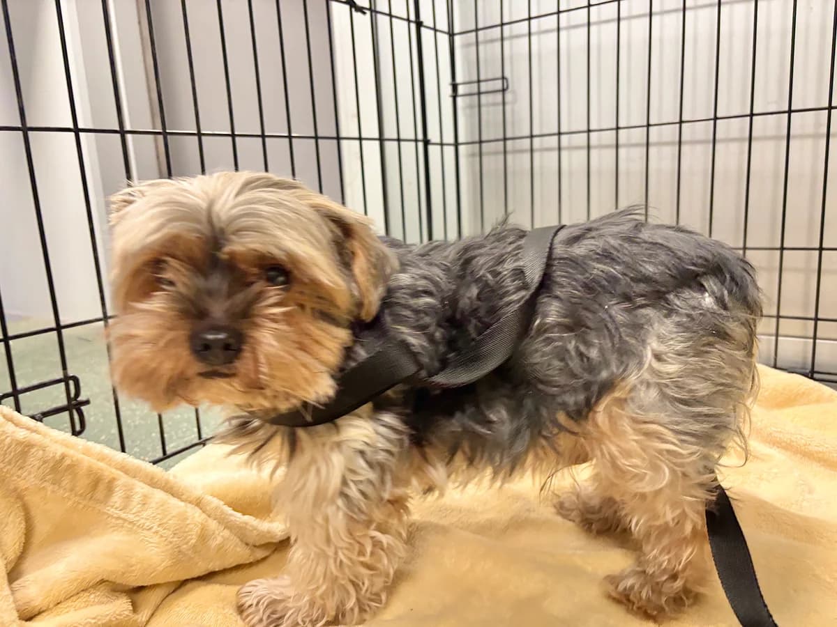 1340/25, male 6yo Yorkshire Terrier for adoption at Schronisko Na Paluchu, Warsaw