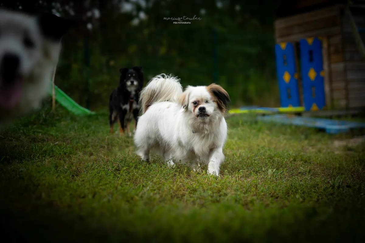 Jack,  (Schronisko Na Paluchu)
