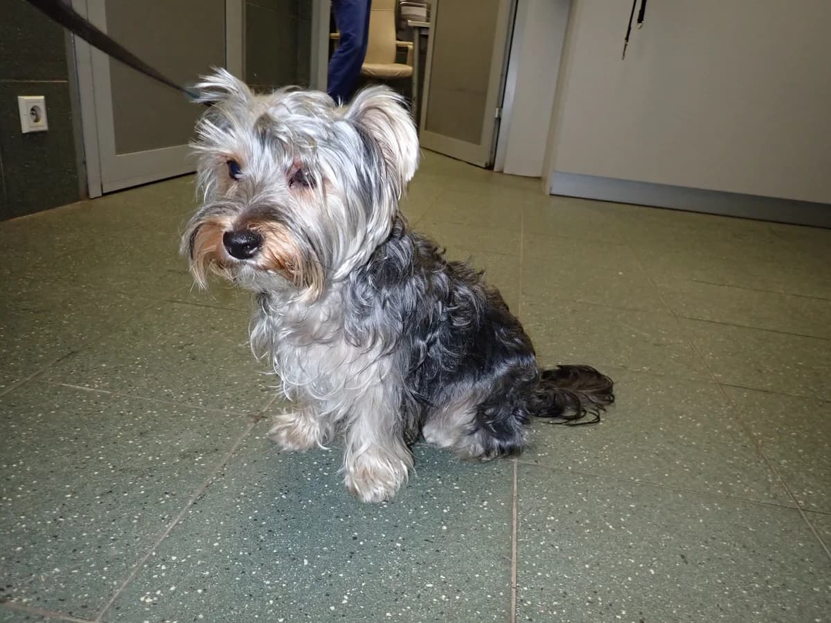 1361/25, female young Yorkshire Terrier for adoption at Schronisko Na Paluchu, Warsaw