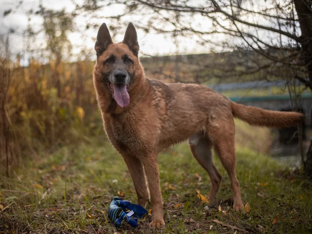 Aztek,  (Schronisko Na Paluchu)