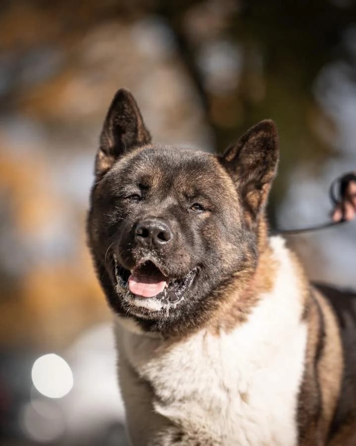 Apollo, male 4yo Akita for adoption at Schronisko Na Paluchu, Warsaw