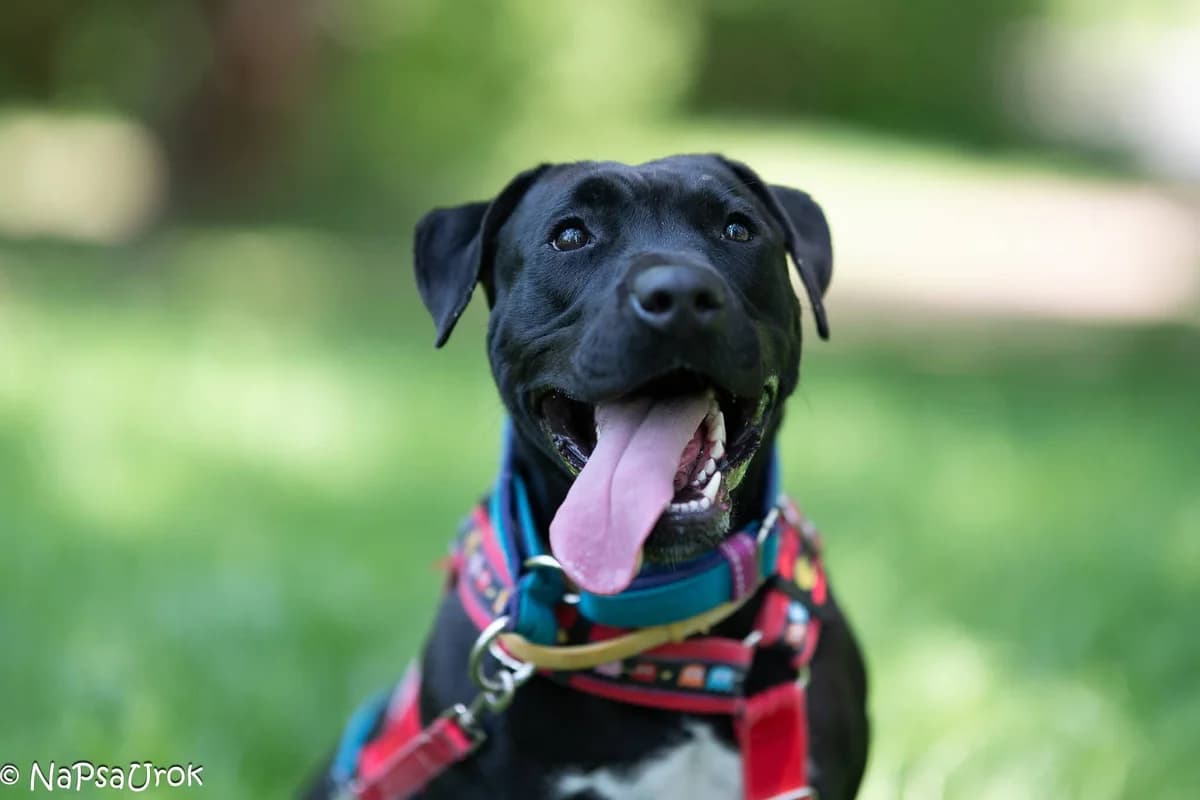 Iris, female 4yo American Staffordshire Terrier for adoption at Schronisko Na Paluchu, Warsaw