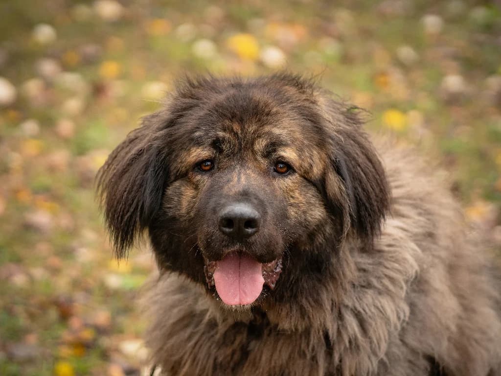 Hubert,  (Schronisko Na Paluchu)