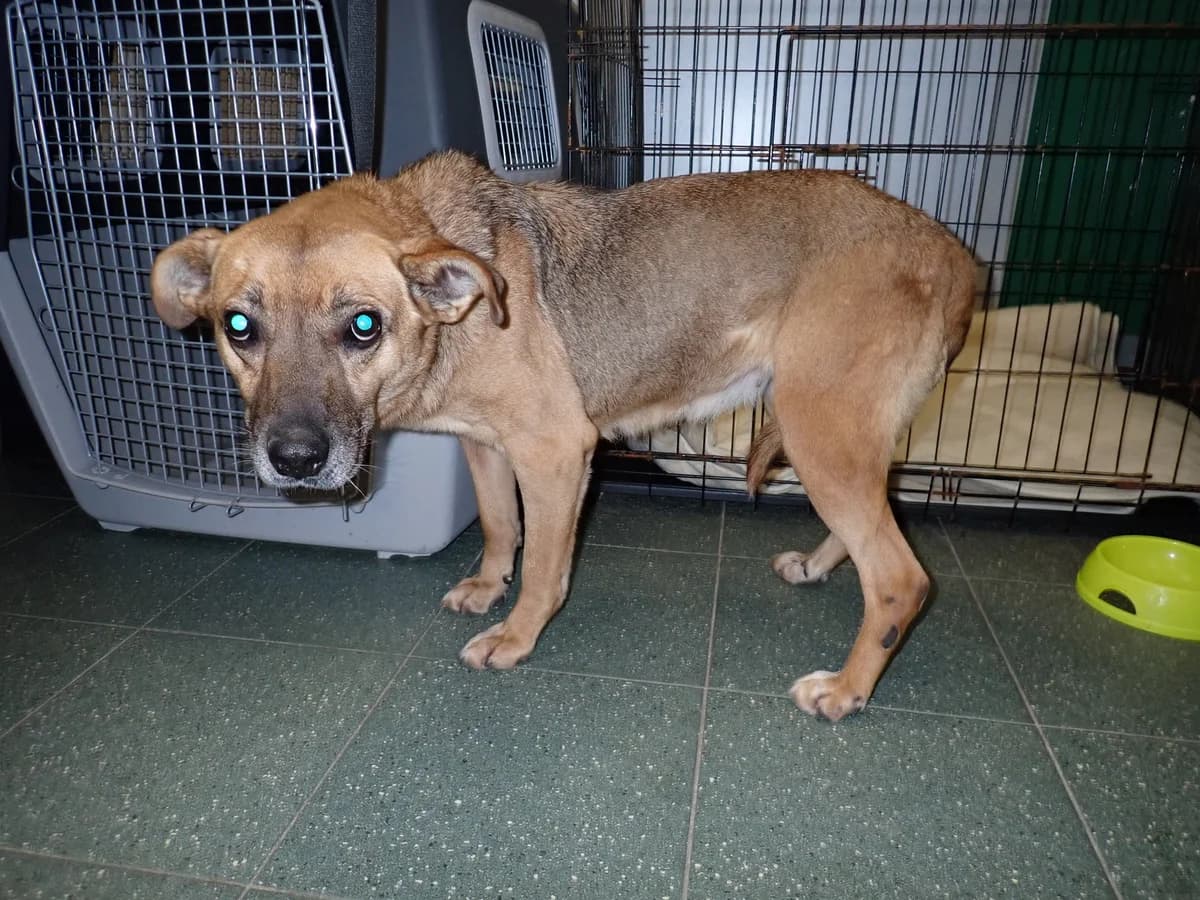 1785/23, female mixed breed for adoption at Schronisko Na Paluchu, Warsaw