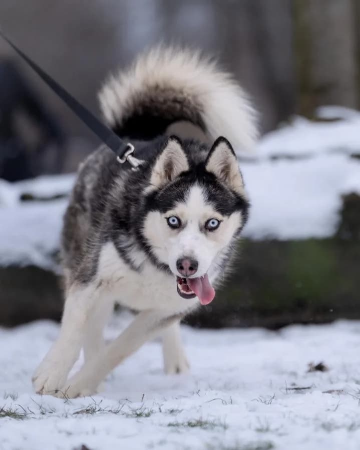 Gigi, Husky (Schronisko Na Paluchu)
