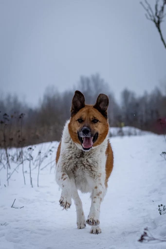Grafi,  (Schronisko Na Paluchu)
