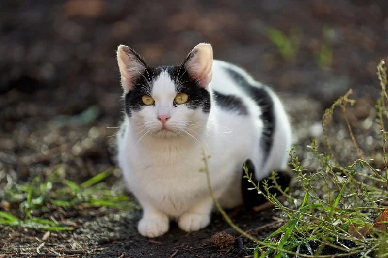 Venus, female 4yo Domestic Shorthair for adoption at Schronisko Wrocław, Wrocław