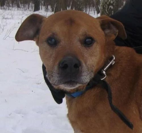 Udomi me,  Mixed Breed for adoption at Sklonište za napuštene kućne ljubimce