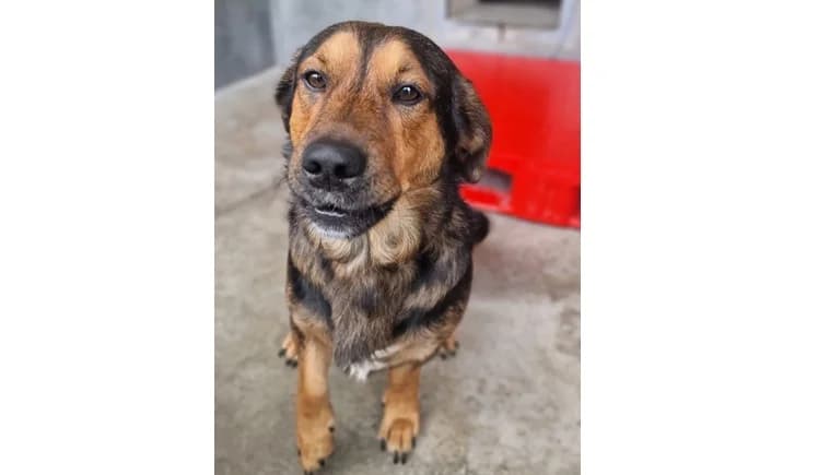 Brego, Mixed Breed (Schronisko Wrocław)