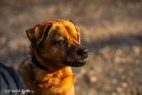 LARY, male mixed breed for adoption at Schronisko Kraków, Kraków