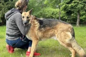ALEX, male German Shepherd for adoption at Schronisko Kraków, Kraków