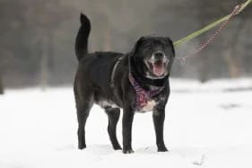 FADO, male senior Labrador Retriever for adoption at Schronisko Kraków, Kraków