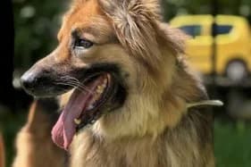 IRAK, male senior Mixed Breed for adoption at Schronisko Kraków, Kraków