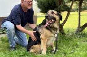 PREZES, male senior mixed breed for adoption at Schronisko Kraków, Kraków