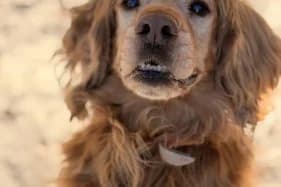 ŁOBUZ, male senior Cocker Spaniel for adoption at Schronisko Kraków, Kraków