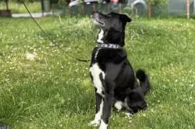 MIKI, male mixed breed for adoption at Schronisko Kraków, Kraków