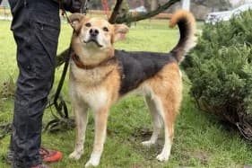 MRÓWKA, male mixed breed for adoption at Schronisko Kraków, Kraków