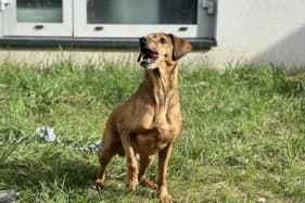 ATOS, male 7yo mixed breed for adoption at Schronisko Kraków, Kraków