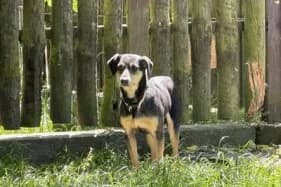 RAMBO,  (Schronisko Kraków)