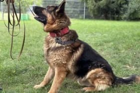 ROBIN, male German Shepherd for adoption at Schronisko Kraków, Kraków