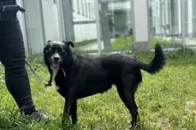 HUGO, male 5yo mixed breed for adoption at Schronisko Kraków, Kraków