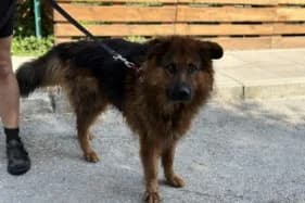 DRAGO, Mixed Breed (Schronisko Kraków)