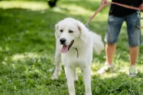 BACA, Mixed Breed (Schronisko Kraków)
