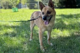 IZYDOR, male senior mixed breed for adoption at Schronisko Kraków, Kraków