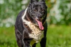 KOSTEK, male Mixed Breed for adoption at Schronisko Kraków, Kraków
